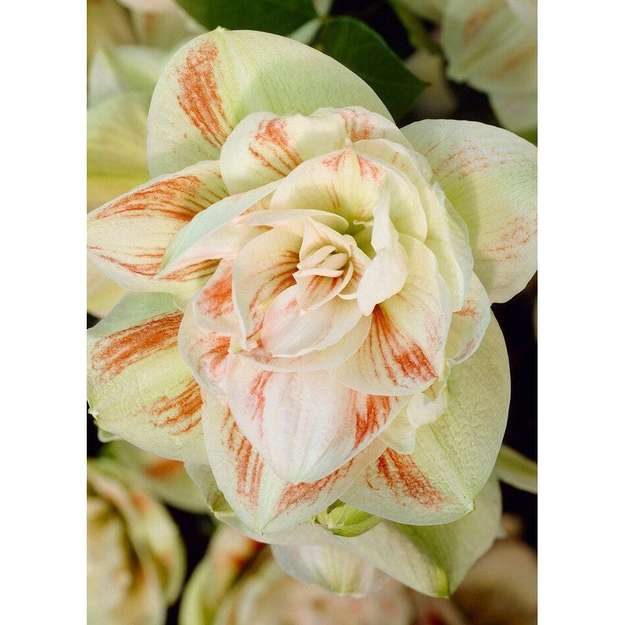 Amaryllis-Hippeastrum 'Nymph' 1-pack